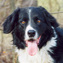 Brody was adopted in April, 2004